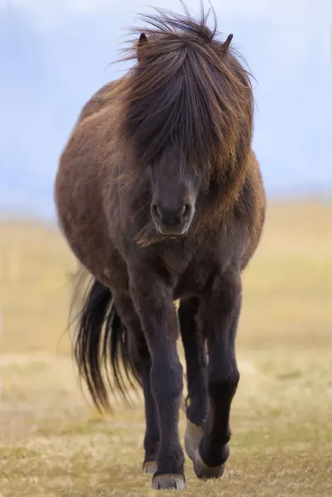 Framed Print : Iceland. Icelandic horse in sunset light