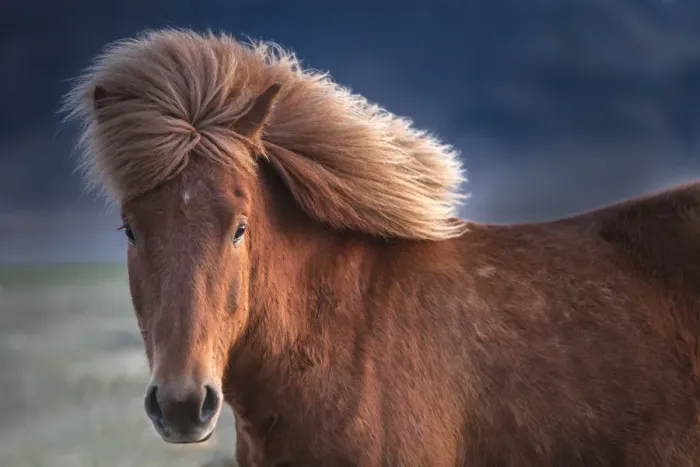 Framed Print : Iceland. Icelandic horse in sunset light Framed Print : Iceland. Icelandic horse in sunset light