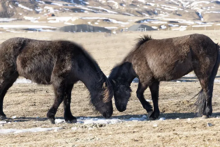 Framed Print : Iceland, Icelandic horses chipping at ice to eat