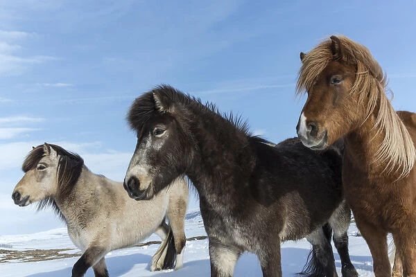 Iceland. Icelandic horses. Credit as: Bill Young  /  Jaynes Gallery  /  DanitaDelimont