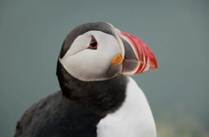 Framed Print : Iceland, Ingolfshofdi. Profile portrait of Atlantic puffin Framed Print : Iceland, Ingolfshofdi. Profile portrait of Atlantic puffin