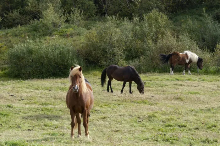 Framed Print : Iceland, Lake Myvatn Area. Icelandic horses with various colorings grazing peacefully