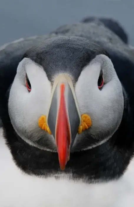 Framed Print : Iceland, Latrabjarg. Detail of Atlantic puffin head