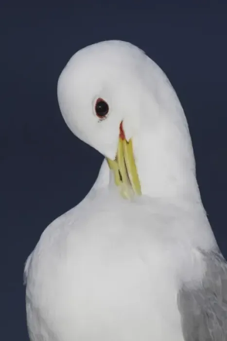 Framed Print : Iceland, Latrabjarg. Close-up of black-legged kittiwake preening