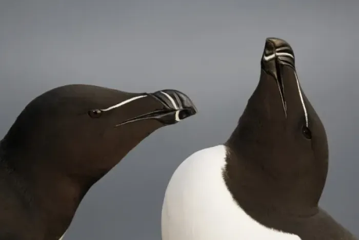 Framed Print : Iceland, Latrabjarg. Close-up of razorbills in courting behavior Framed Print : Iceland, Latrabjarg. Close-up of razorbills in courting behavior