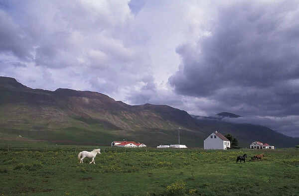 Iceland, North West Islands, Vatnasdalsholar Hills Horse farm with mountains in background
