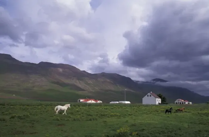 Framed Print : Iceland, North West Islands, Vatnasdalsholar Hills Horse farm with mountains in background