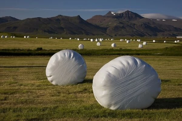 Iceland. Plastic-wrapped hay bales can be seen on almost every farm in Iceland in mid-July