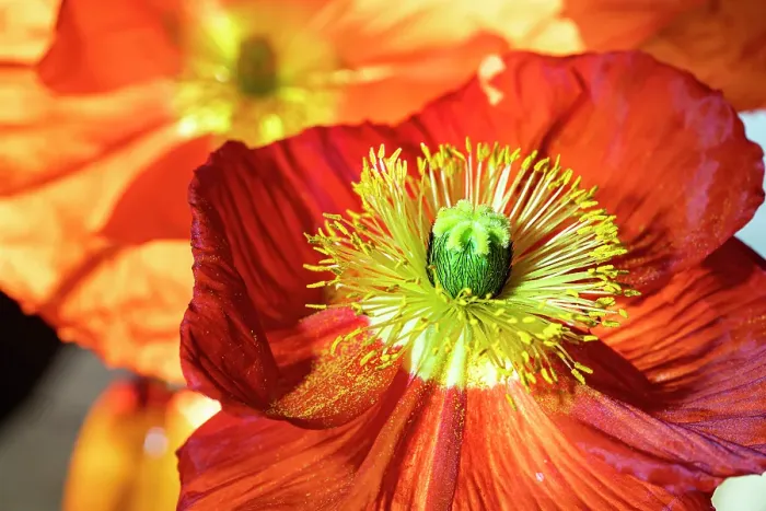 Framed Print : Iceland poppy Framed Print : Iceland poppy
