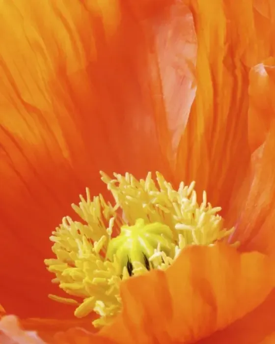 Framed Print : Iceland Poppy, Arctic Poppy, (Popaver Nudicaule) Close-up Framed Print : Iceland Poppy, Arctic Poppy, (Popaver Nudicaule) Close-up