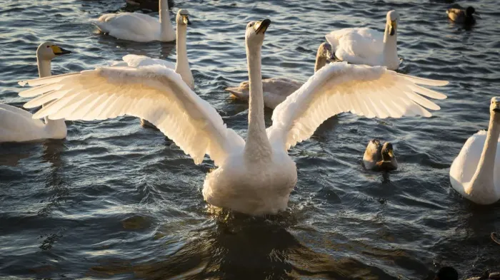 Framed Print : Iceland, Reykjavik, Tjornin. Backlit whooper swan with wings spread Framed Print : Iceland, Reykjavik, Tjornin. Backlit whooper swan with wings spread