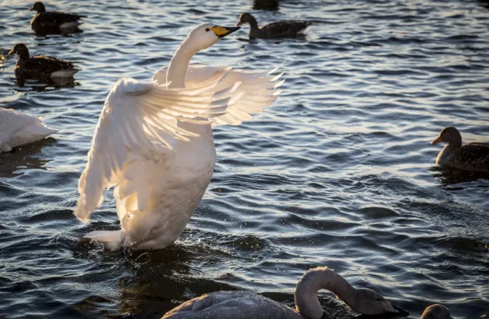 Framed Print : Iceland, Reykjavik, Tjornin. Backlit whooper swan with wings spread Framed Print : Iceland, Reykjavik, Tjornin. Backlit whooper swan with wings spread