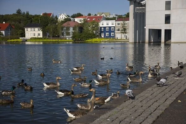 Iceland, Reykjavik. The Tjorninn, or duck pond in the city center