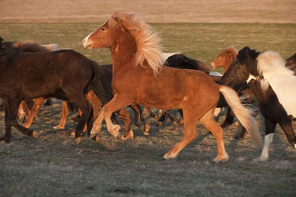 Iceland. Running Icelandic horses at sunset