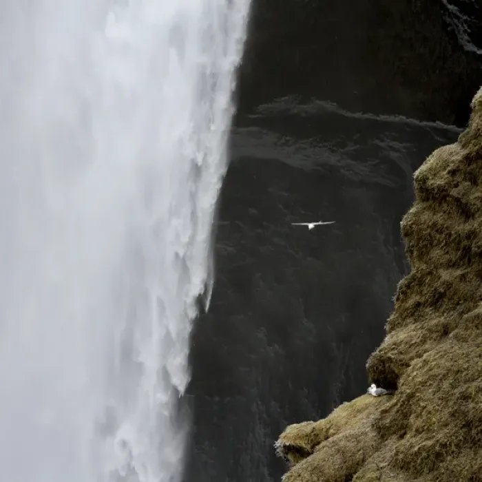 Framed Print : Iceland. Seagull flies past Skogafoss waterfall Framed Print : Iceland. Seagull flies past Skogafoss waterfall