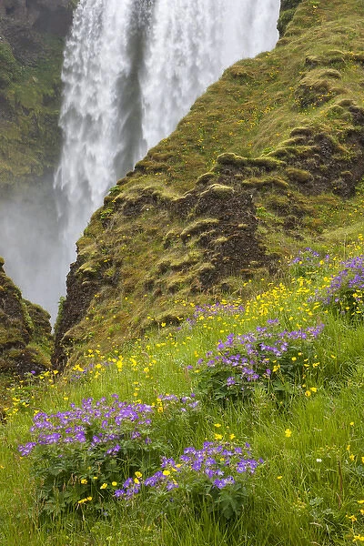Iceland, Seljalandsfoss Waterfall, Wildflowers