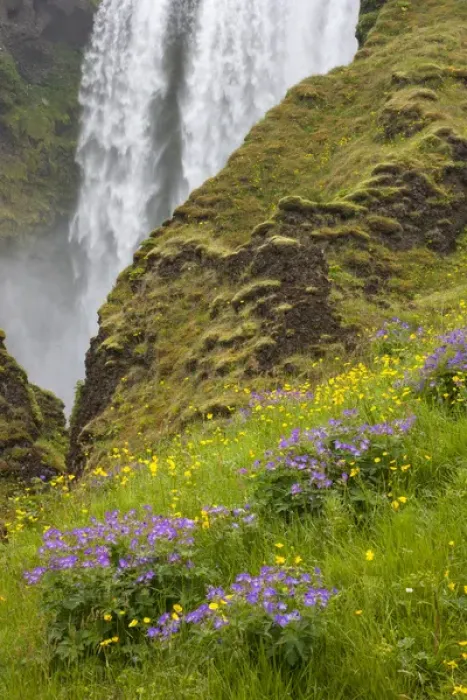 Framed Print : Iceland, Seljalandsfoss Waterfall, Wildflowers Framed Print : Iceland, Seljalandsfoss Waterfall, Wildflowers