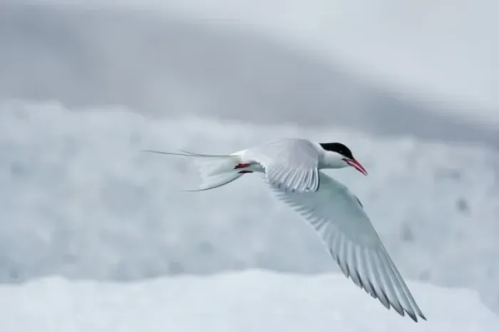 Framed Print : Iceland, Skaftafell National Park, Arctic Tern (Sterna paradisaea) in flight near Framed Print : Iceland, Skaftafell National Park, Arctic Tern (Sterna paradisaea) in flight near