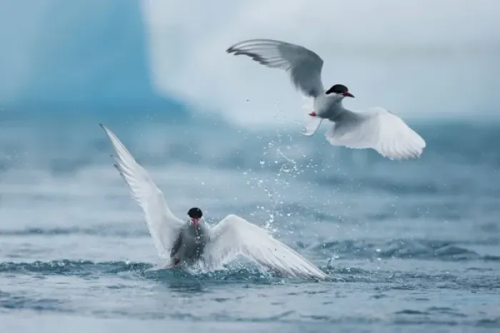 Framed Print : Iceland, Skaftafell National Park, Two Arctic Terns (Sterna paradisaea) diving for Framed Print : Iceland, Skaftafell National Park, Two Arctic Terns (Sterna paradisaea) diving for