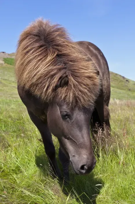 Framed Print : Icelandic horse Framed Print : Icelandic horse