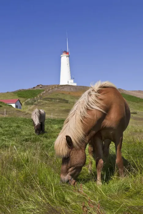 Framed Print : Icelandic horse Framed Print : Icelandic horse