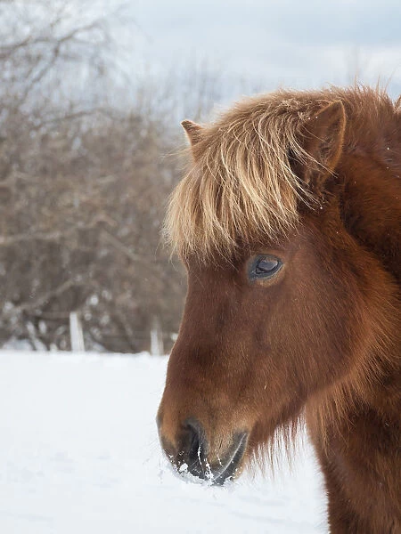 Icelandic Horse in fresh snow. Traditional breed for Iceland and traces its origin