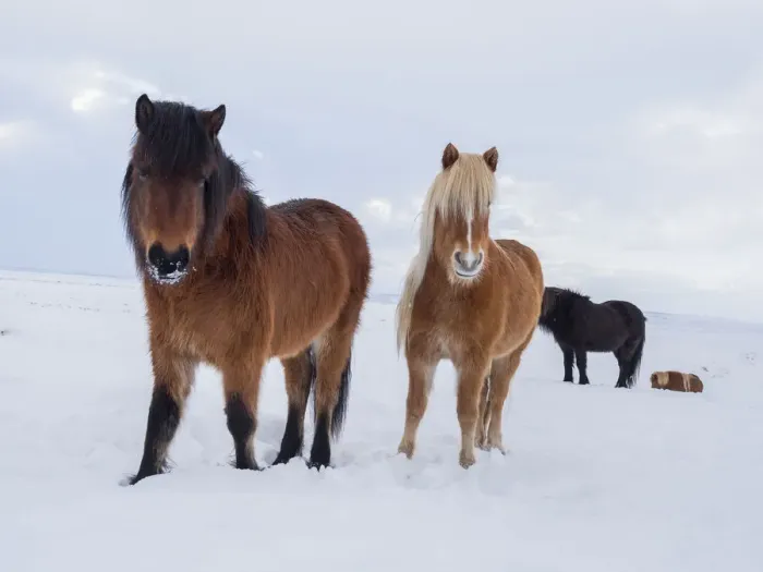 Framed Print : Icelandic horse in fresh snow. It is the traditional breed for Iceland and traces