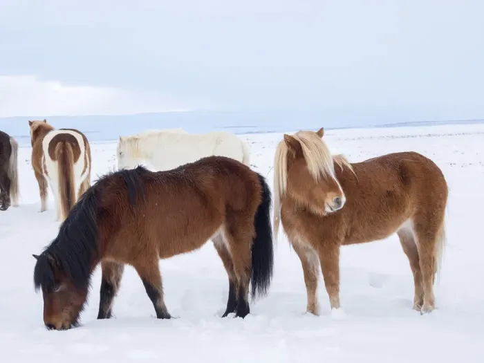 Framed Print : Icelandic horse in fresh snow. It is the traditional breed for Iceland and traces Framed Print : Icelandic horse in fresh snow. It is the traditional breed for Iceland and traces
