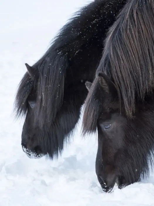Framed Print : Icelandic horse in fresh snow. It is the traditional breed for Iceland and traces Framed Print : Icelandic horse in fresh snow. It is the traditional breed for Iceland and traces