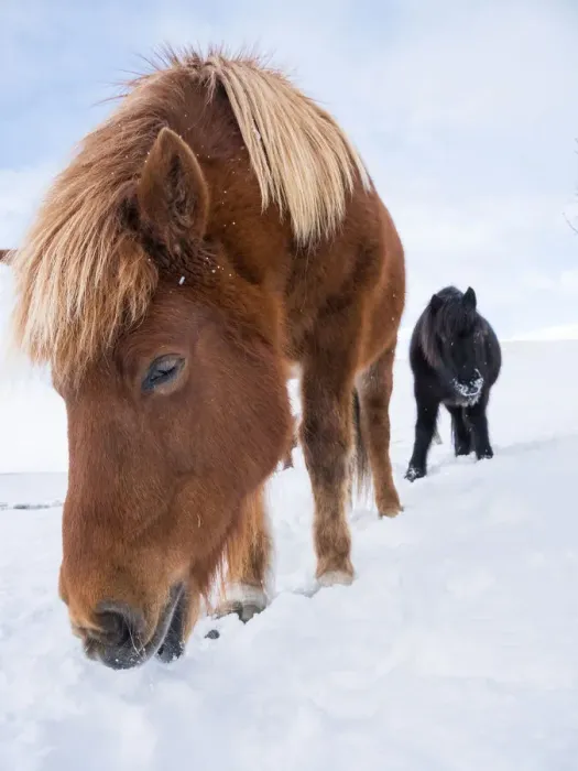 Framed Print : Icelandic horse in fresh snow. It is the traditional breed for Iceland and traces Framed Print : Icelandic horse in fresh snow. It is the traditional breed for Iceland and traces