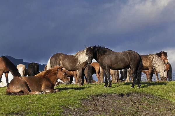 Icelandic horse, Iceland