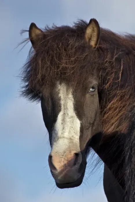 Framed Print : Icelandic horse, Iceland