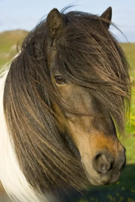 Framed Print : Icelandic Horse in southern Iceland
