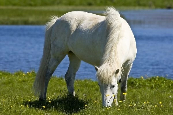 Icelandic Horse in western Iceland
