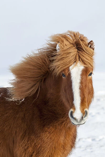 Icelandic Horse during winter in Iceland with typical winter coat
