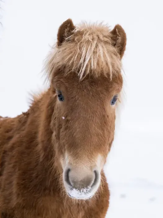Framed Print : Icelandic Horse during winter in Iceland with typical winter coat Framed Print : Icelandic Horse during winter in Iceland with typical winter coat