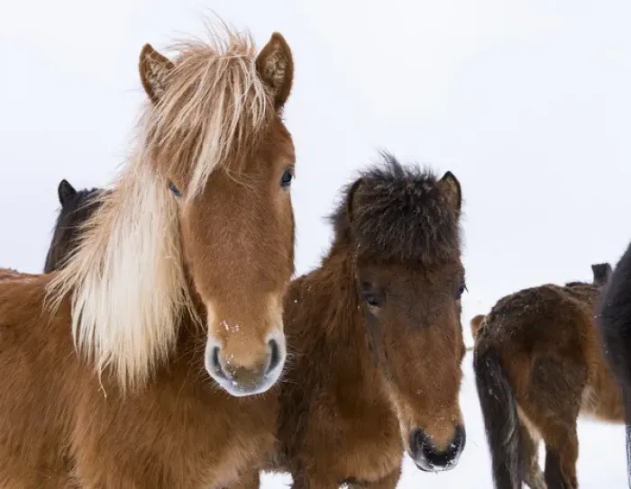Framed Print : Icelandic Horse during winter in Iceland with typical winter coat