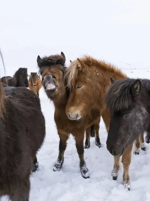 Framed Print : Icelandic Horse during winter in Iceland with typical winter coat