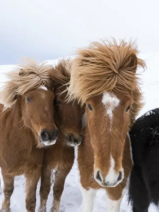 Framed Print : Icelandic Horse during winter in Iceland with typical winter coat Framed Print : Icelandic Horse during winter in Iceland with typical winter coat