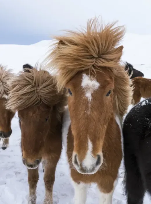 Framed Print : Icelandic Horse during winter in Iceland with typical winter coat Framed Print : Icelandic Horse during winter in Iceland with typical winter coat