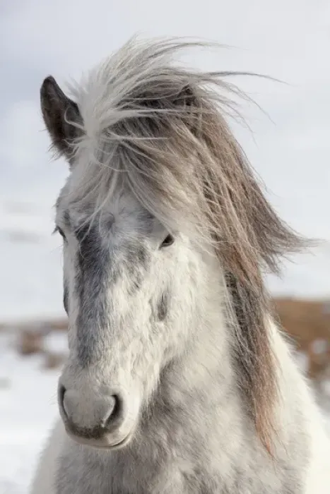 Framed Print : Icelandic Horse during winter in Iceland with typical winter coat Framed Print : Icelandic Horse during winter in Iceland with typical winter coat