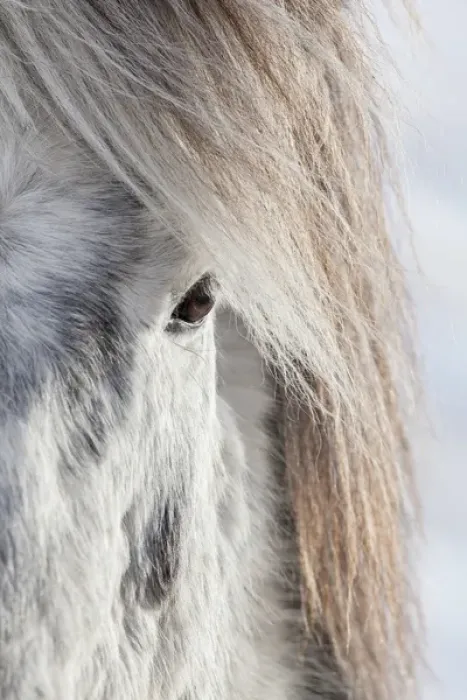 Framed Print : Icelandic Horse during winter in Iceland with typical winter coat Framed Print : Icelandic Horse during winter in Iceland with typical winter coat
