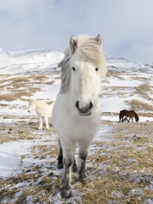 Framed Print : Icelandic Horse during winter in Iceland with typical winter coat