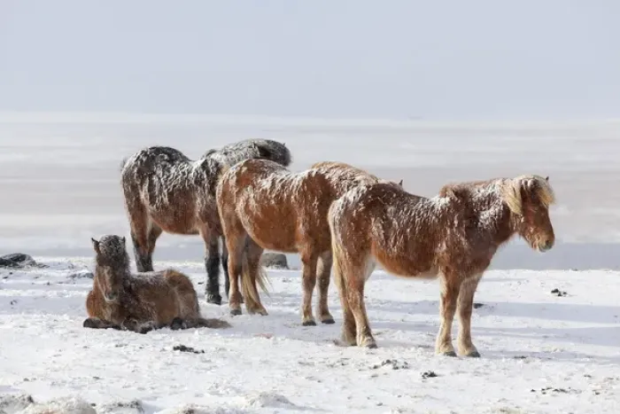Framed Print : Icelandic Horse during winter in Iceland with typical winter coat Framed Print : Icelandic Horse during winter in Iceland with typical winter coat