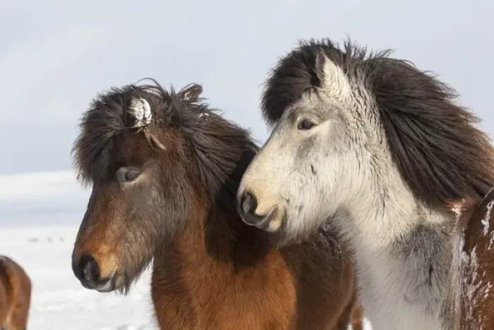 Framed Print : Icelandic Horse during winter in Iceland with typical winter coat Framed Print : Icelandic Horse during winter in Iceland with typical winter coat