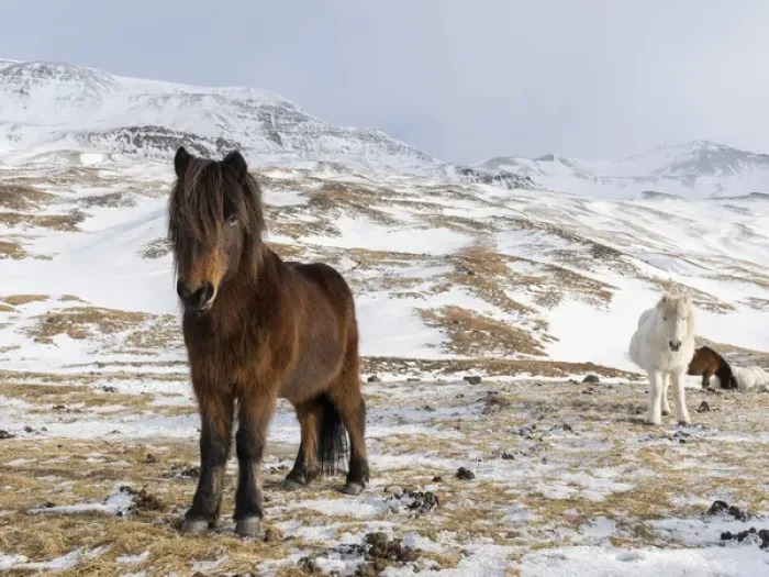 Framed Print : Icelandic Horse during winter in Iceland with typical winter coat Framed Print : Icelandic Horse during winter in Iceland with typical winter coat
