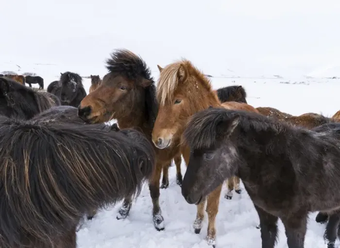 Framed Print : Icelandic Horse during winter in Iceland with typical winter coat Framed Print : Icelandic Horse during winter in Iceland with typical winter coat