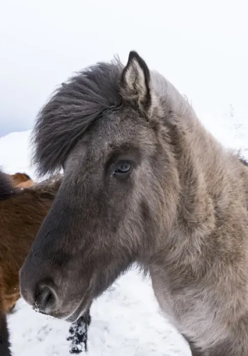 Framed Print : Icelandic Horse during winter in Iceland with typical winter coat Framed Print : Icelandic Horse during winter in Iceland with typical winter coat