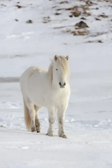 Framed Print : Icelandic Horse during winter in Iceland with typical winter coat