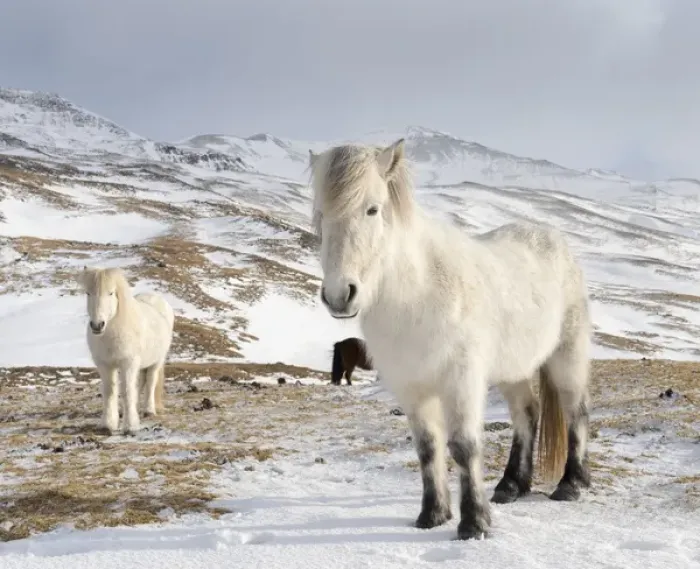 Framed Print : Icelandic Horse during winter in Iceland with typical winter coat Framed Print : Icelandic Horse during winter in Iceland with typical winter coat
